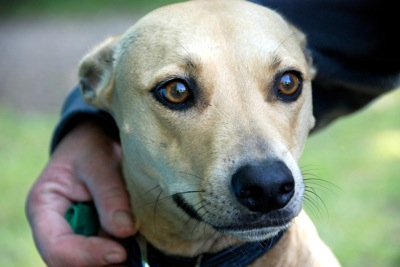 Colour photograph of the head of a golden-coloured short-haired dog with large brown eyes, with a woman's hand resting on her neck.