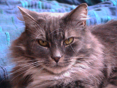 Colour photograph of a fluffy grey and white cat with long white whiskers, looking towards the camera.