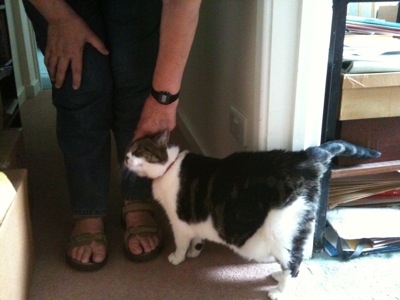 Colour photograph of a tabby and white cat rubbing its head against the hand of a woman who is bending down to stroke her. She is wearing sandals and trousers and clutching her knee with her other hand.