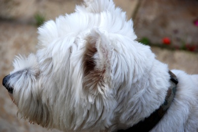Colour photograph of a West Highland Terrier's head, seen from the side.