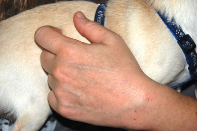 Colour photograph of a woman's hand stroking a small golden yellow dog.