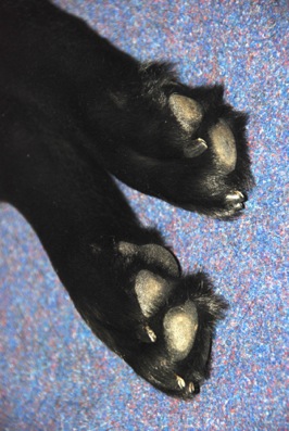 Colour photograph of a large black dog's paws resting against a blue patterned carpet.