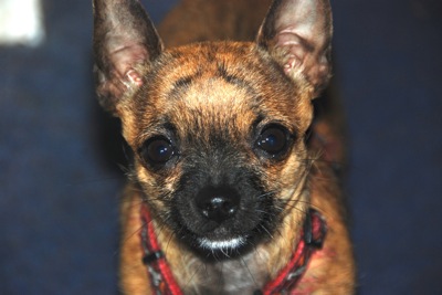 Colour photograph of a brindle chihuahua's head, staring at the camera.