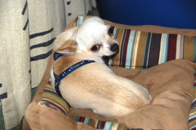 Colour photograph of a golden-brown chihuahua resting on a beige patterned pet bed.