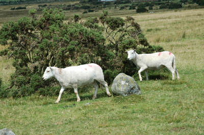 Colour photograph of white sheep grazing among the gorse.