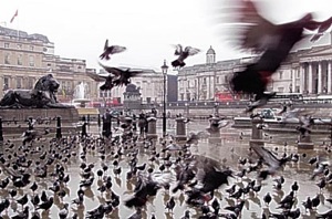 Colour photograph of pigeons flying over Trafalgar Square